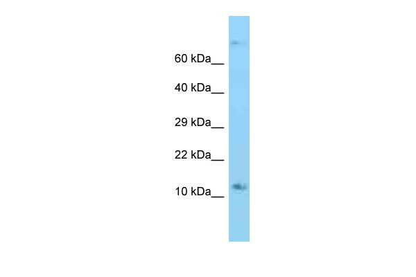 1 - Rps12 Antibody - C-terminal region AI13289