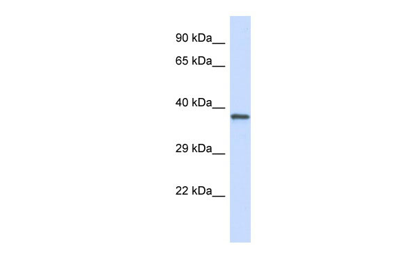 1 - GP1BA Antibody - middle region AI13297