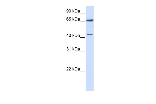 1 - CCDC19 antibody - N-terminal region AI13298