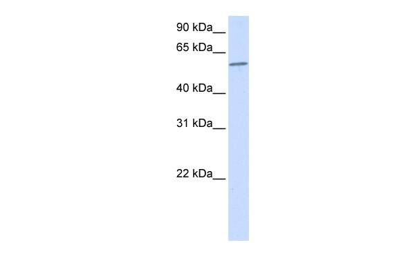 1 - PPP3CA antibody - N-terminal region AI13300