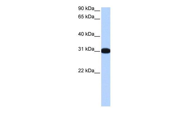 1 - MBNL2 antibody - middle region AI13305