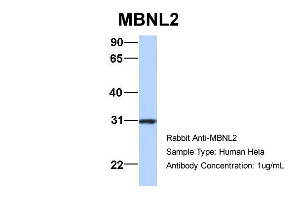 1 - MBNL2 antibody - middle region AI13305