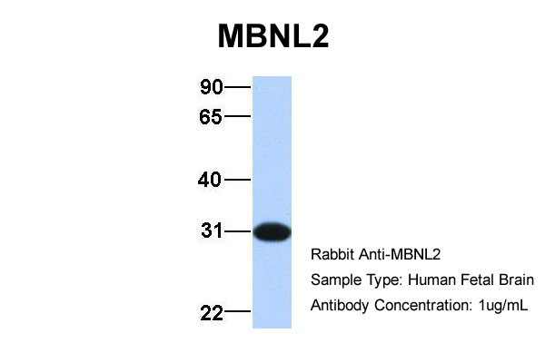 1 - MBNL2 antibody - middle region AI13305