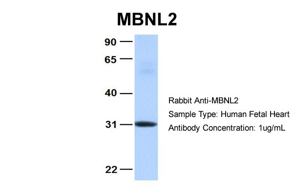 1 - MBNL2 antibody - middle region AI13305