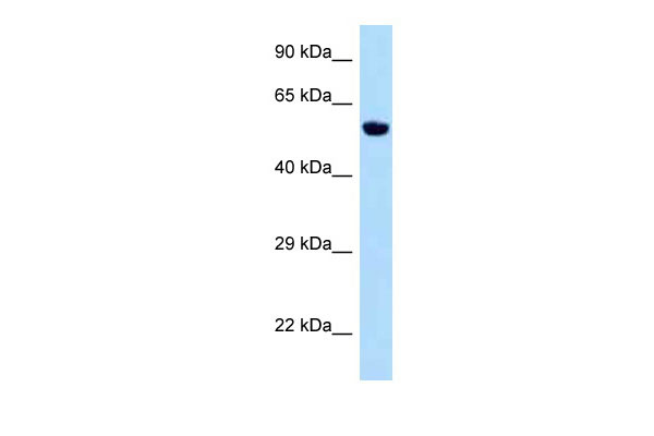 1 - Zfp874b antibody - middle region AI13307