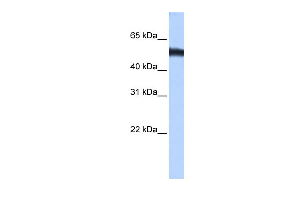 1 - ZNF486 antibody - C-terminal region AI13311