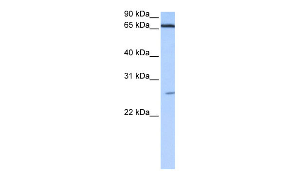 1 - DKFZp686E2433 antibody - N-terminal region AI13324