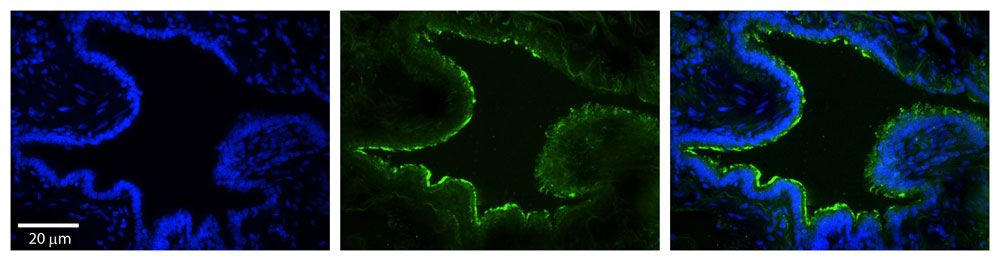 2 - MTX2 antibody - N-terminal region AI13327