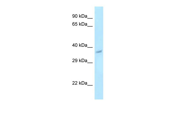 1 - Pnck antibody - C-terminal region AI13338