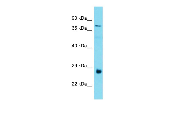1 - C19orf55 Antibody - N-terminal region AI13339