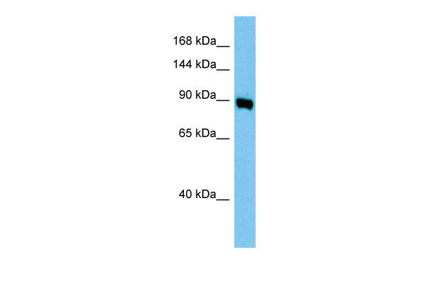 1 - Ap1g1 Antibody - middle region AI13345
