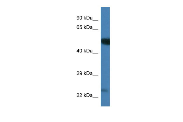 1 - Plk3 antibody - C-terminal region AI13358