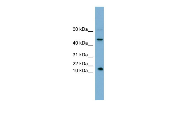 1 - INSL5 antibody - middle region AI13361
