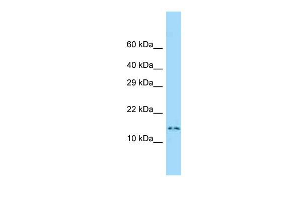 1 - Dnalc4 antibody - middle region AI13369