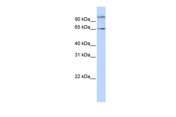 1 - NET1 antibody - middle region AI13373