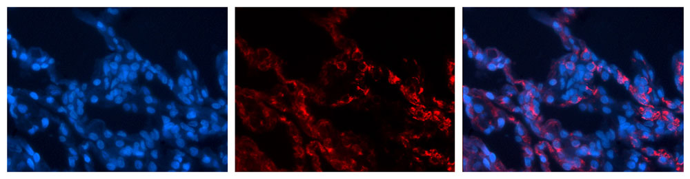 2 - EXOC3 antibody - middle region AI13400