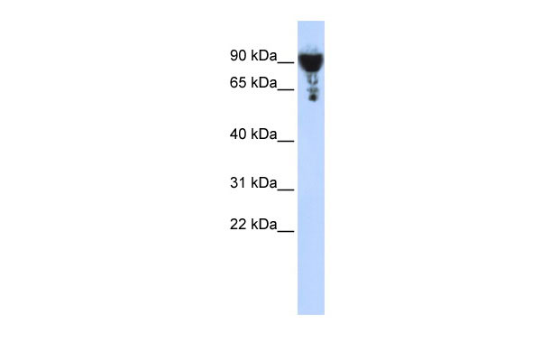 1 - EXOC3 antibody - middle region AI13400