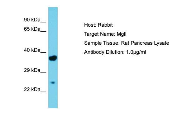 1 - Mgll Antibody - middle region AI13402