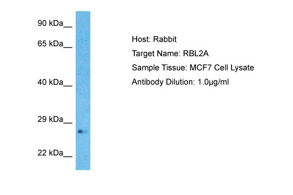 1 - RBL2A Antibody - middle region AI13403