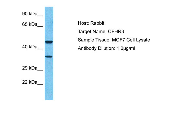 1 - FHR3 Antibody - middle region AI13409