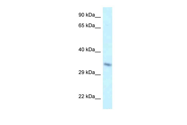 1 - Taf8 antibody - middle region AI13441