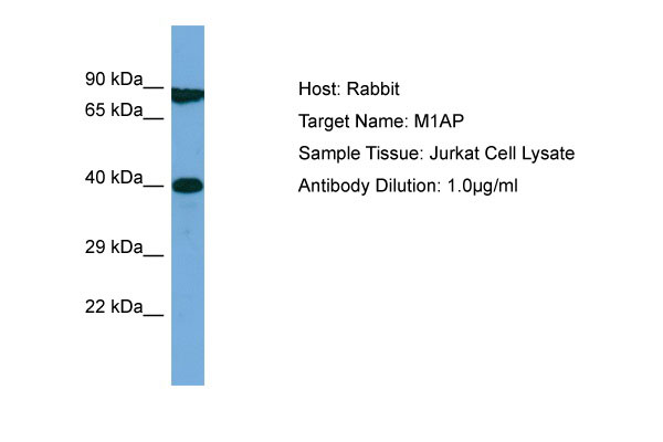 1 - M1AP Antibody - middle region AI13445