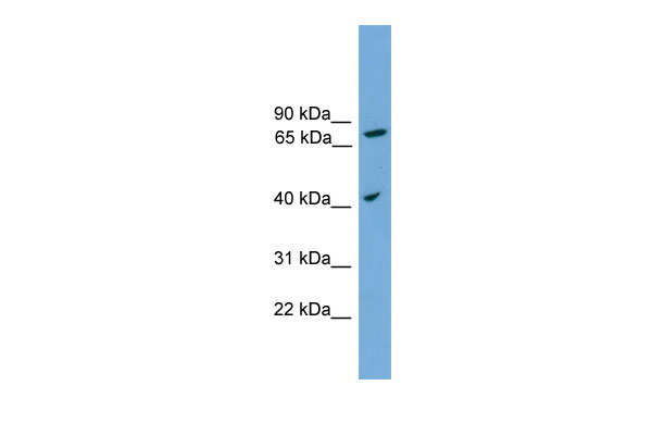 1 - UNQ1887 antibody - middle region AI13447