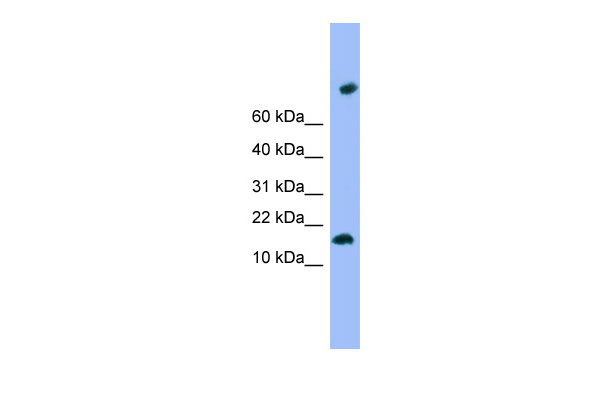 1 - TMEM42 antibody - N-terminal region AI13451