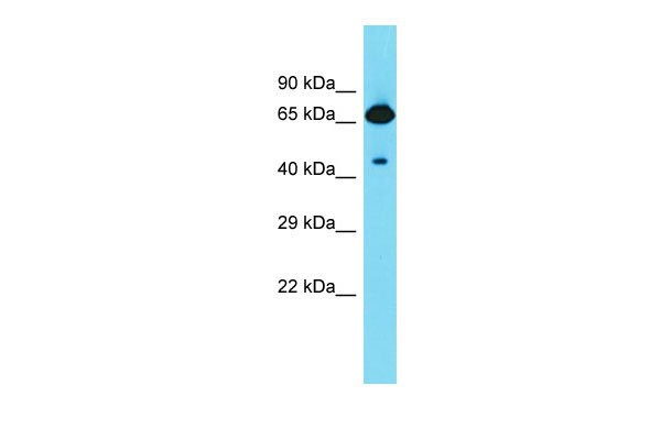 1 - Frmd6 Antibody - C-terminal region AI13475