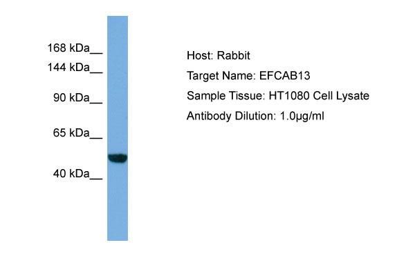 1 - EFCAB13 Antibody - middle region AI13480