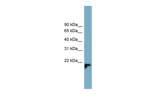 1 - C1orf93 antibody - middle region AI13482
