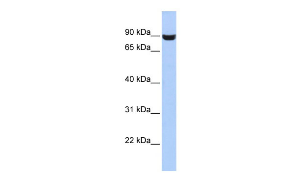 1 - LRFN5 antibody - middle region AI13489