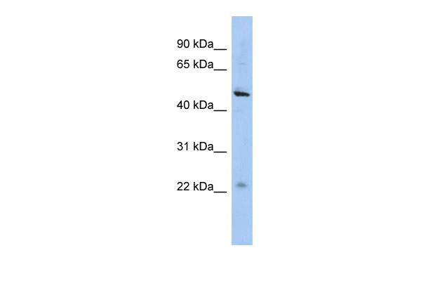 1 - C12orf50 antibody - N-terminal region AI13499