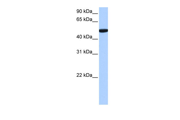 1 - C1orf55 antibody - C-terminal region AI13502