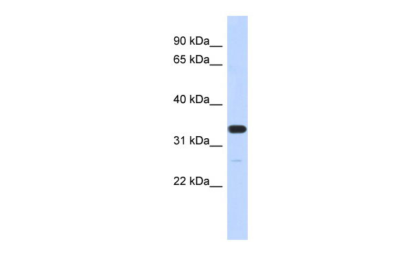 1 - FAM76A antibody - N-terminal region AI13505