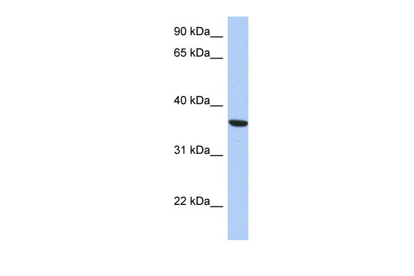 1 - PSTK antibody - middle region AI13516