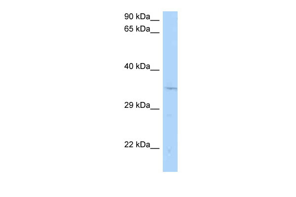 1 - Cntd1 antibody - middle region AI13529