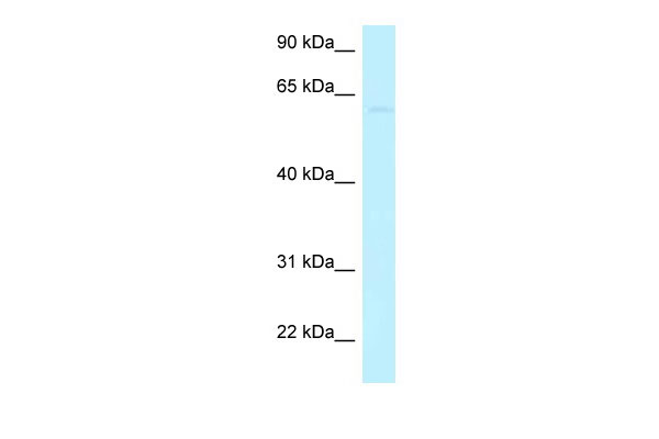 1 - CCDC105 antibody - C-terminal region AI13530