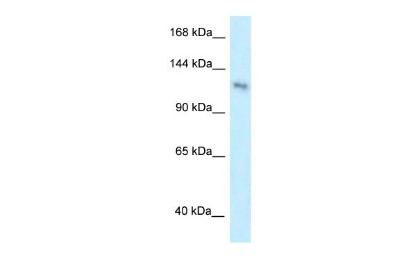 1 - PLEKHA7 antibody - middle region AI13539