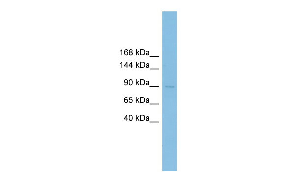1 - XRRA1 antibody - N-terminal region AI13556