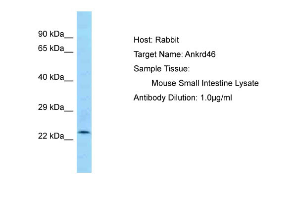 1 - Ankrd46 Antibody - C-terminal region AI13561