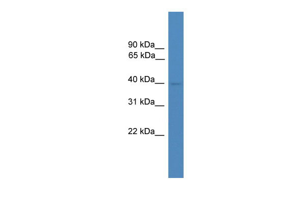 1 - ZPBP2 antibody - N-terminal region AI13563