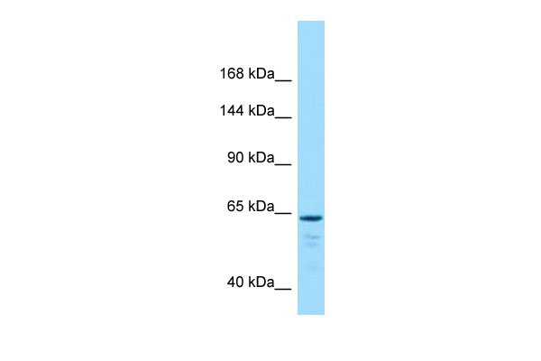 1 - LOC100362123 antibody - C-terminal region AI13578
