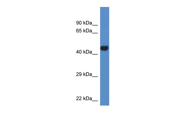 1 - Pcyt2 antibody - N-terminal region AI13585