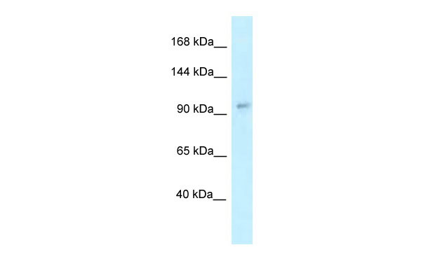 1 - Ift88 antibody - N-terminal region AI13595