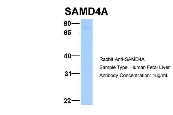1 - SAMD4A antibody - middle region AI13601