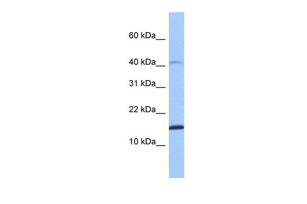 1 - SPAG11B antibody - N-terminal region AI13606