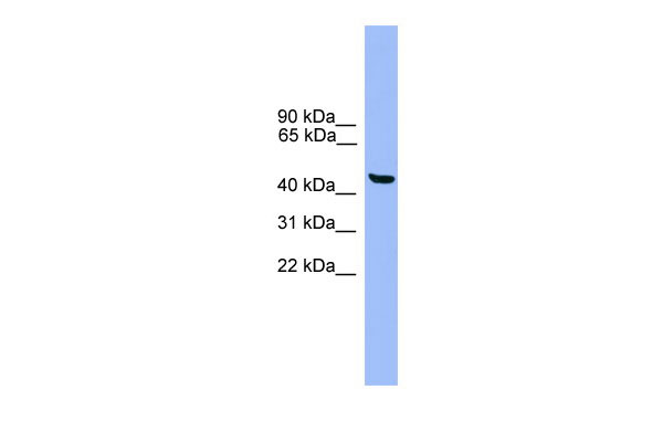1 - GTF2A1L antibody - C-terminal region AI13626