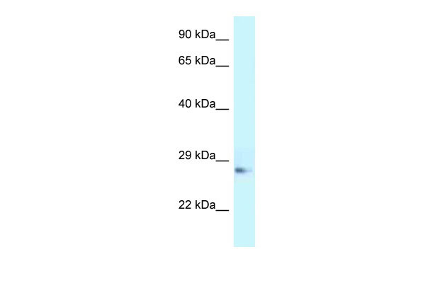 1 - Apoa1 antibody - N-terminal region AI13631