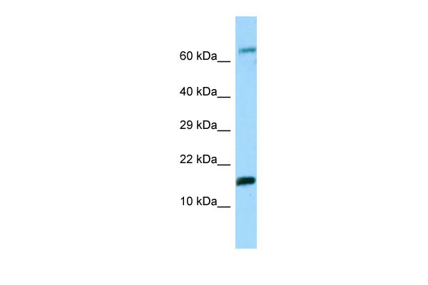 1 - Hbe1 Antibody - N-terminal region AI13634